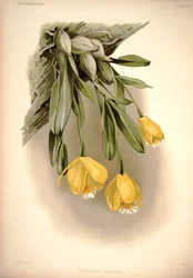 Prosthechea citrina (als: Cattleya citrina)